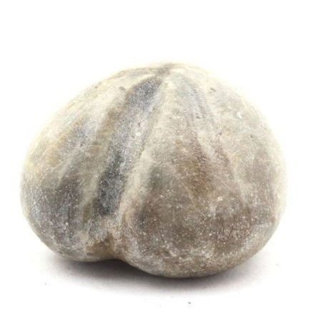 Sten og mineraler. Fossil søpindsvin, Toxaster Amplus. 159,75 øre. Claix, Isère, Frankrig.