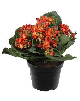 Konstväxt Kalanchoe Orange - Mr Plant