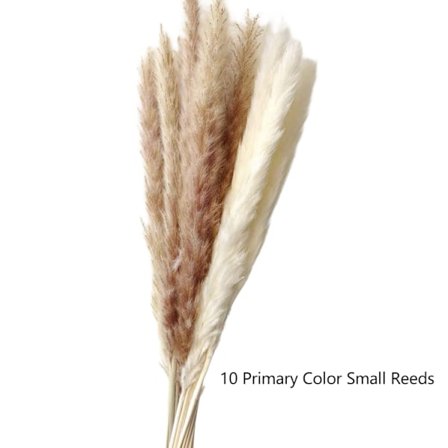 Naturlig pampasgräs torkat, fluffigt och böljande torkade blommor