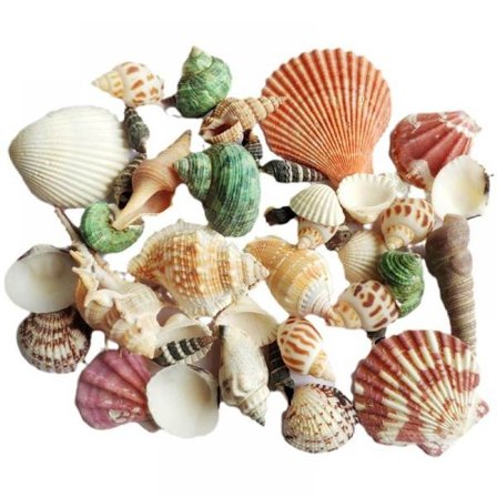 100g Sekoitettu Ranta Merikotiloita Sekoitus Merikotilo Askartelu Merikotilo Luonnollinen Sisustus DIY 2022 V0H7