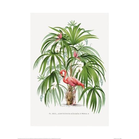 Summer Thornton Flamingo Poster 60cm x 80cm Grön/Rosa