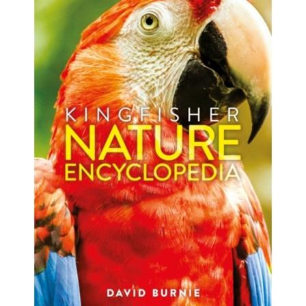 The Kingfisher Nature Encyclopedia (inbunden, eng)