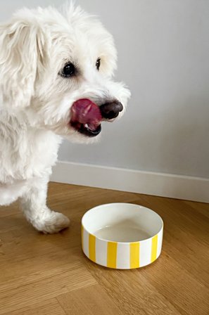 Jotex - Matskål For Hund/katt Gul - STELLA - Kjøp Kjæledyrutstyr hos Jotex