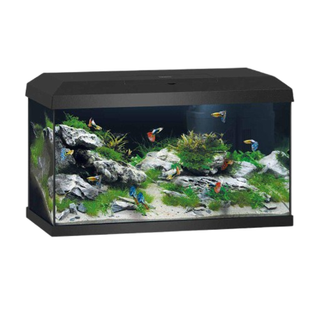Juwel - Akvarium Primo 60 Black 2.0 61X31X37 cm, ca 57L - Akvaristikk - Akvarium & møbler - Akvarium - ZOO.no