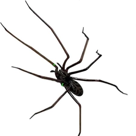 Edderkop Køleskabsmagnet, Realistiske Edderkoppemagneter, Søde Edderkopper Design Dekorationer til Køleskab, Garageport eller Bil, A (FMY)