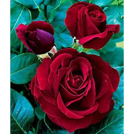 5d Diamantkonstmålningssatser För Vuxna Och Barn, Rose Flower Diamo
