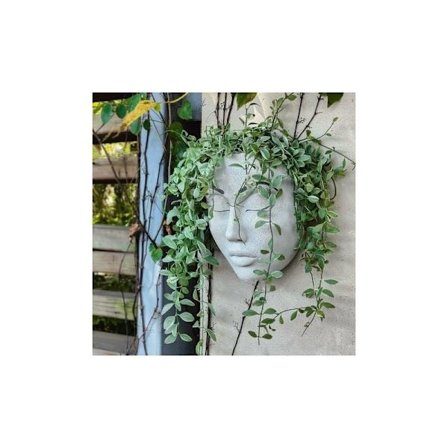 Veggmontert blomsterpotte i harpiks, enkel blomsterpottehode for innendørs veggdekor