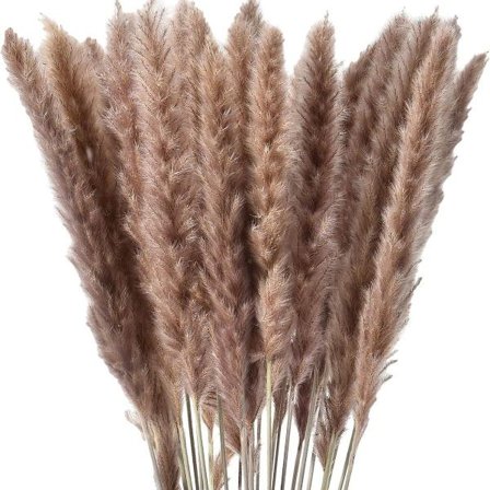 30 x Petite Herbe de Pampa Séchée Naturelle, Fleurs Séchées, Bouquet, KLB