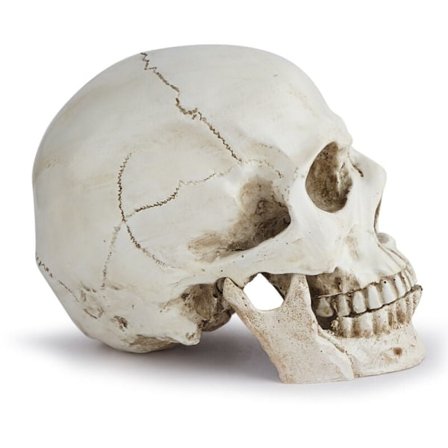 Realistisk menneskekraniummodell - Livsstørrelse Resin Anatomisk Kranium for Medisinske Studier og Halloween-dekorasjon