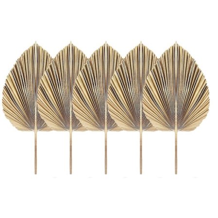 5 stk. Naturlige Tørkede Palm Tree Leaves Sett Tropiske Tørkede Palm Vifter Boho Tørket Blad Dekorasjon for Kjøkken Bryllup