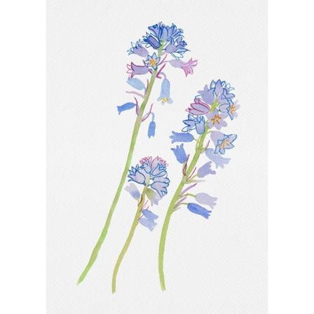 Spansk Blåklokke eller Hyacinthoides Hispanica Botanisk Maleri MultiColor 30x40 cm