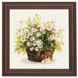 Bild Gänseblümchen - Riolis