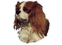 Cavalier king charles spaniel brun&hvit - klistremerker