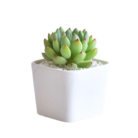 Konstgjorda suckulenter i krukor för hem, vardagsrum, matsal, kontor, dekorativa konstgjorda Ficus-växter (6 st oplanterade)