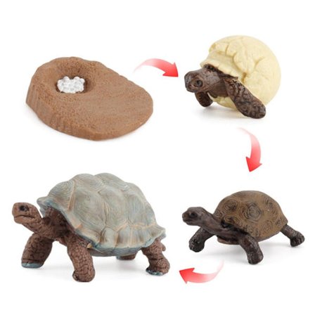 Set Djurens livscykel 6 6