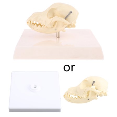 Hodeskallemodell av hund, anatomi, skjelett, veterinærprøve, undervisningsdisplay