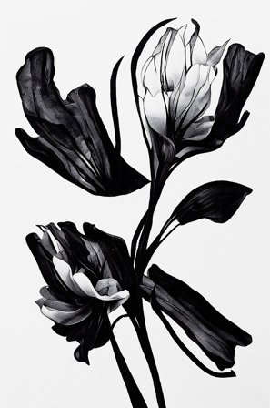 Pelcasa - Juliste Black Flower - Beige - Julisteet - - Homeroom