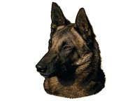 Malinois -Belgisk fårehund - klistremerker