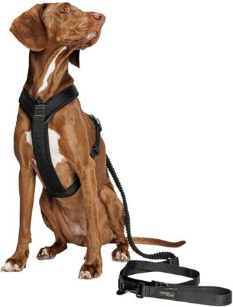 Cloud7 Y-1-Harness M-L Black