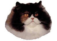 Perser tricolor - klistremerker