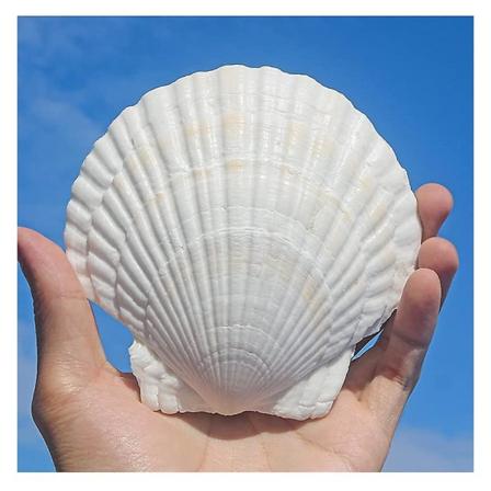 10 stk Hvite Kamskjellskall 4-5 tommer Sjøskjell Store Naturlige Fra Havstrender Sjøskjell Til Håndverk Til DIY Fiskebeholder Vasefyll