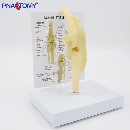Hundknämodell i naturlig storlek, anatomisk modell av hundled med nyckelkortsmanual, djurskelett, anatomi, medicinsk vetenskap, present