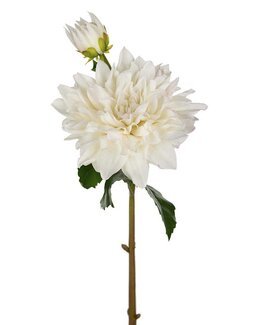 Tekokasvi leikkokukka Daalia 70 cm 1 kpl Valkoinen