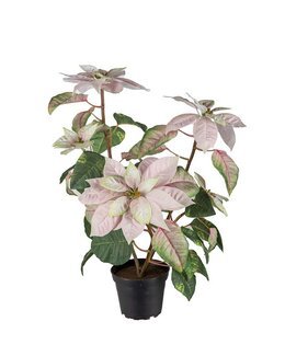 Tekokasvi Syystähti Vaalea pinkki-Mr Plant