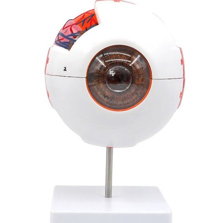 1 x 6x forstørret anatomisk model af det menneskelige øje - nøjagtig øjenmodel