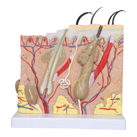 3D Hudstrukturmodel 35X Forstørret Hud Anatomimodel 3D Undervisningsmateriale Til Naturvidenskab Klasseværelse Studieudstilling Undervisningsmodel A