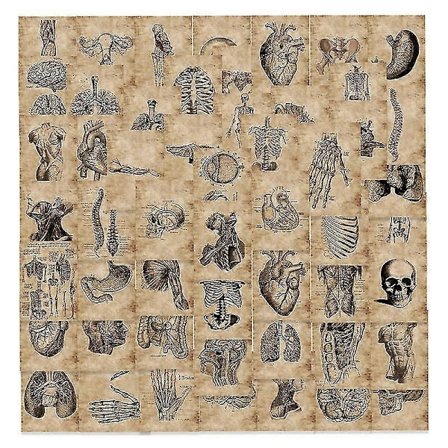 56 stk Anatomi og Fysiologi Kroppsstruktur Klistremerker Skjelett Klistremerker