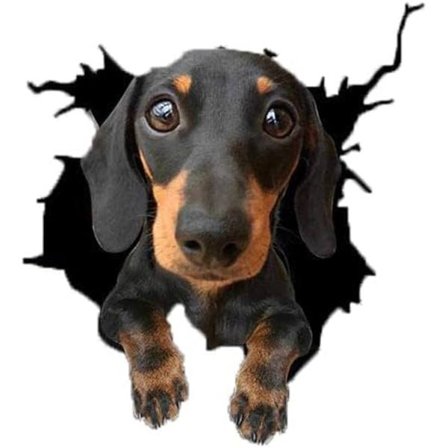 Venlig Dachshund Hund 3D Bil Klistremerke Dekorasjon(30*30cm), Bil St