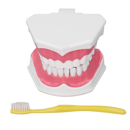 Tannmodell for tannpussøvelse, undervisningssett med børstesett