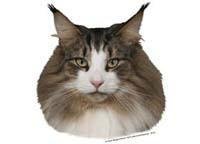 Norsk skogkatt - klistremerker