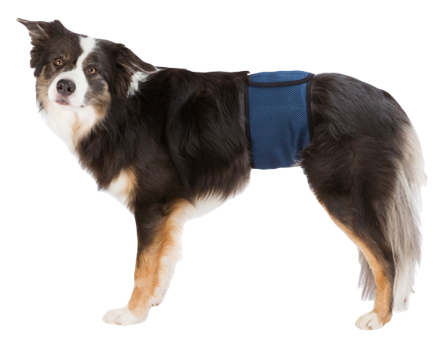 Trixie - Mannlig hundevakt, M: 45-55 cm, mørkeblå - Hund - Hundepleie & kosttilskudd - Tispetruser - ZOO.no