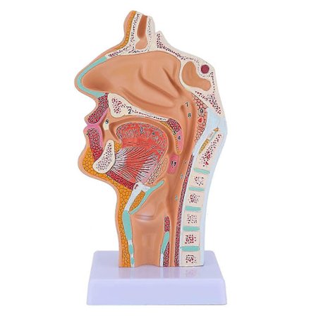 Anatomisk modell av nesehule, svelg og strupehode - Menneskelig anatomisk svelg og strupehodemodell for studenters studie og visning