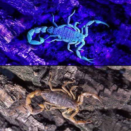 UV-ficklampa, förbättrad UV-lampa 100 LED-ficklampa, svartljus ultraviolett lampa