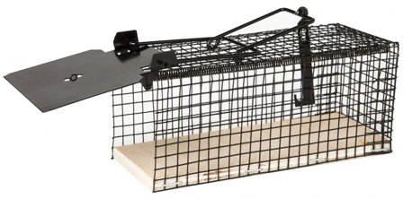 Elävänä pyytävä Swissinno -hiiriansa