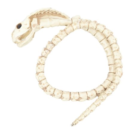 Halloween Skrekk Skjelett Dyreskjelett Slange Spøkelseshus Dekor Rekvisitter