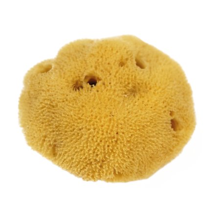 Natural Watercolour Sea Sponge Fine