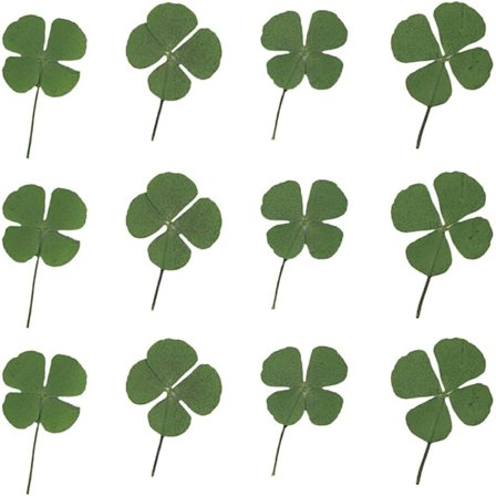 24 Stykker (2-3,5 cm) Naturlige Pressede Tørrede Blomsterblade Firkløver C