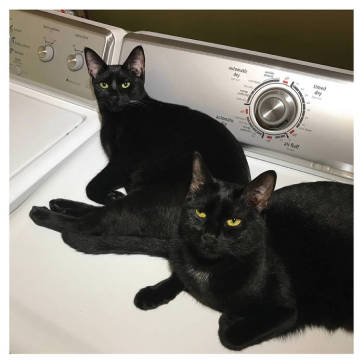 Sons of Mcentire Prekop Sam