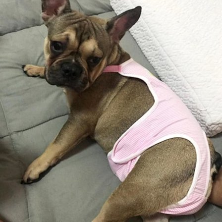 Hängselbyxor Fysiologiska Byxor Husdjursunderkläder Blöjoverall För Tjejhund Present