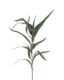 Konstväxt Eucalyptus 1-Pack Grön - Mr Plant