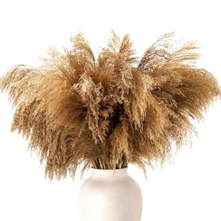 Kahvipöydän koriste Kuivattu pampasruoho Koriste Fluffy-pompas-kukallinen-50-vartta Pieni-pompoos-luonnollinen-pom