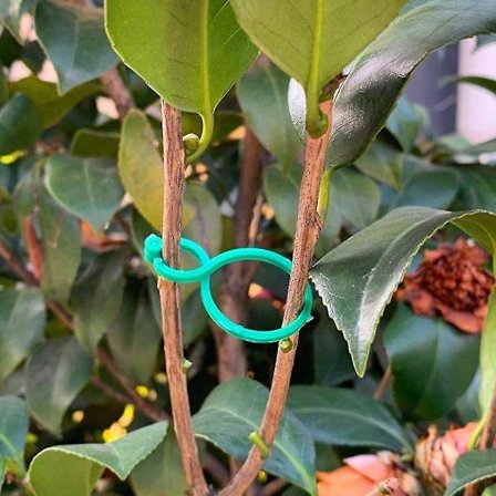 50 stk Hageplante Støtte Klips Grønnsak Tomat Vinstokk