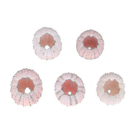 Havsborsteshällar - Set om 5