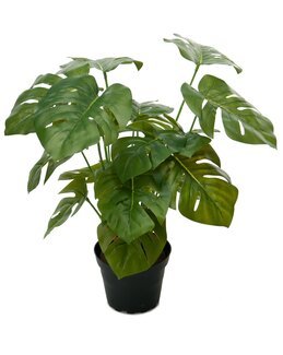 Konstväxt Monstera Grön - Mr Plant