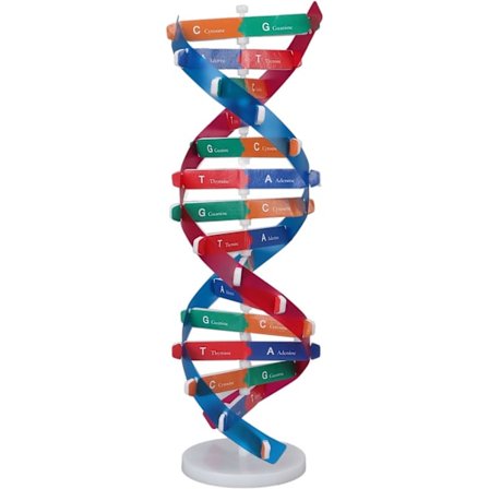 Färgad Human DNA-modell, DNA-modeller Dubbelspiral Montering Modell Utbildningsleksak