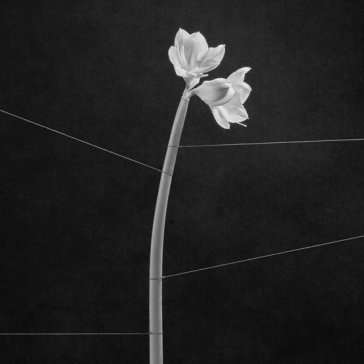 Dreamweaver - transp. crystal clear Trentemoller